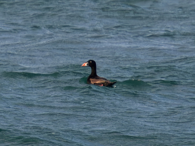 Thumbnail of Surf Scoter